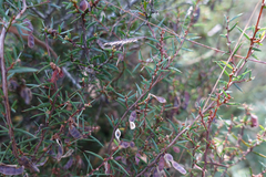 Acacia siculiformis