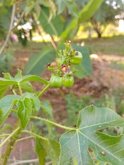 Jatropha gossypiifolia image