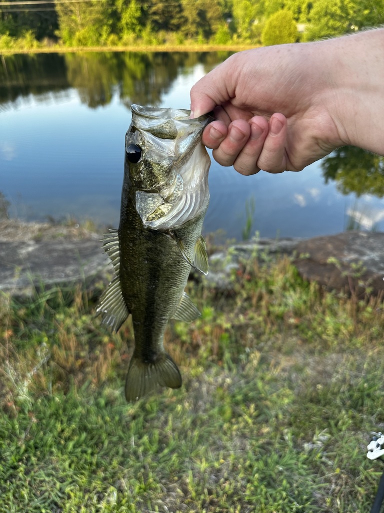 Black Basses from 2770 Farmer Rd, Denton, NC 27239 on May 5, 2023 at 07