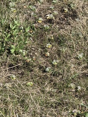 Lupinus densiflorus densiflorus