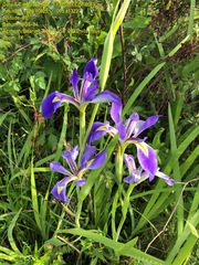 Iris hexagona