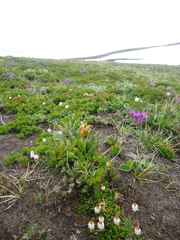 Pedicularis capitata