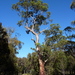Eucalyptus brunnea - Photo (c) Dean Nicolle, some rights reserved (CC BY-NC), uploaded by Dean Nicolle