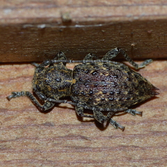 Plectrura spinicauda