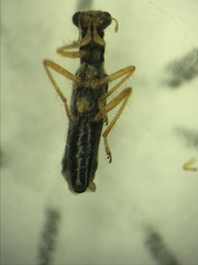 Isohydnocera