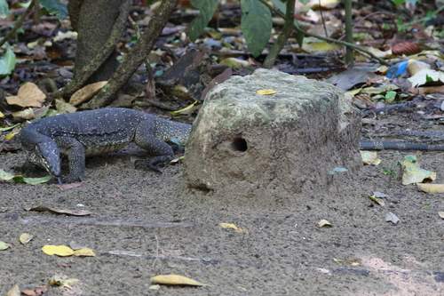 Palawan Monitor