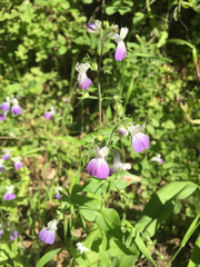 Collinsia