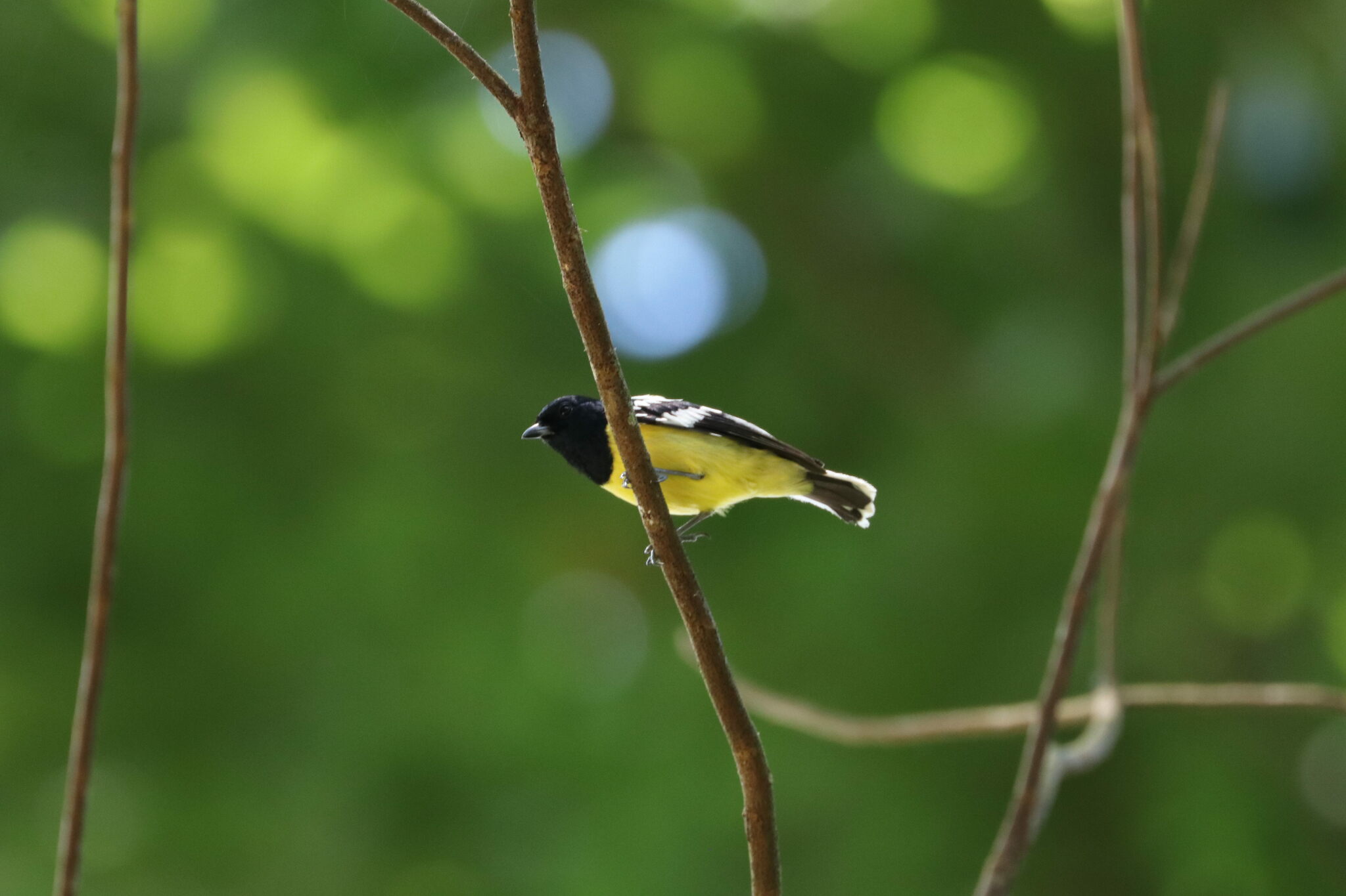 Palawan Tit illustration