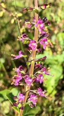 Ocimum carnosum