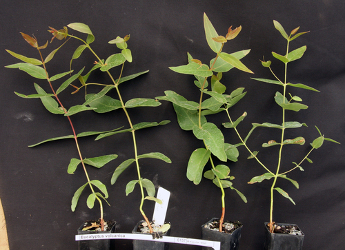 Eucalyptus volcanica L.A.S.Johnson & K.D.Hill