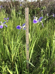 Iris hexagona
