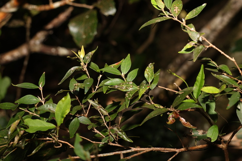 Uromyrtus lamingtonensis, 2023-12-08
