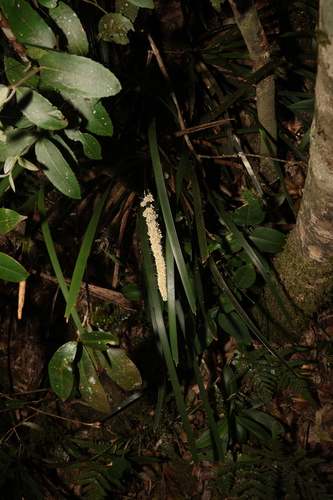 Image of Lomandra spicata by (c) Greg Tasney, some rights reserved (CC BY-SA)