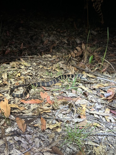 Stephens' Banded Snake sighting