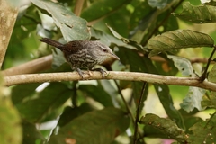 Campylorhynchus turdinus