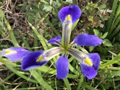 Iris hexagona