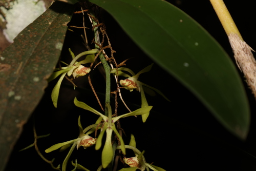 Image of Sarcochilus parviflorus by (c) Greg Tasney, some rights reserved (CC BY-SA)