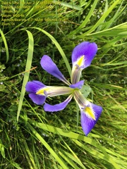 Iris hexagona