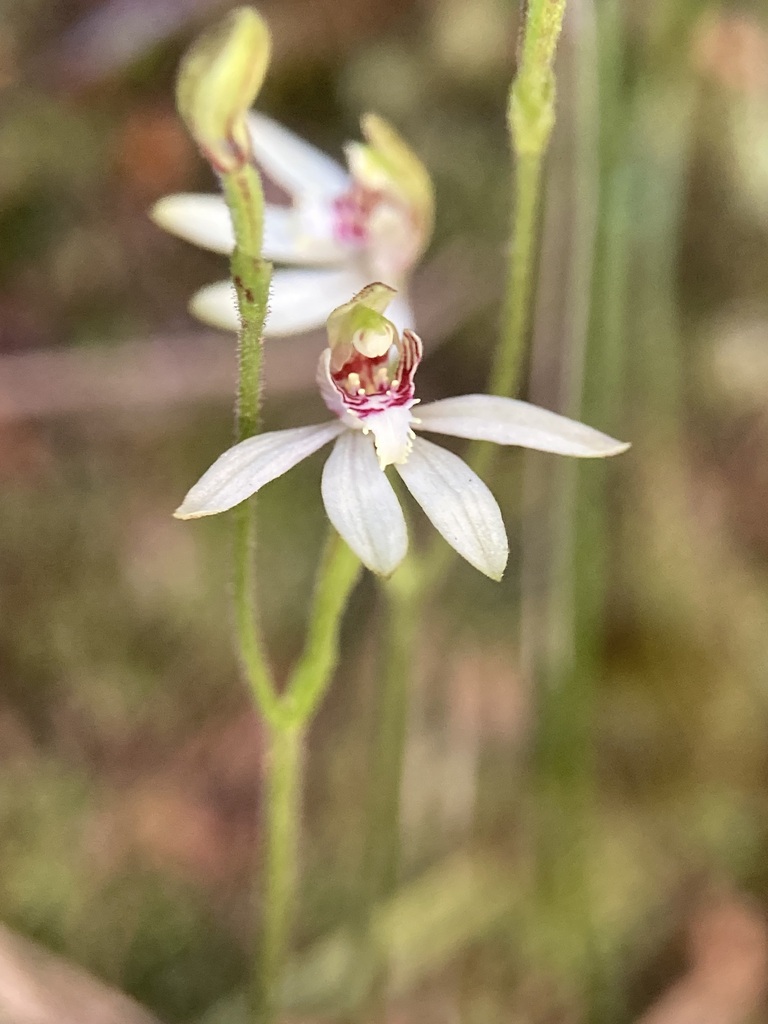 Caladenia chlorostyla