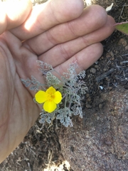 Eschscholzia ramosa