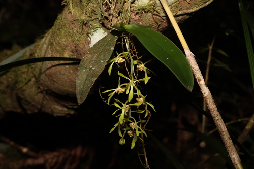Image of Sarcochilus parviflorus by (c) Greg Tasney, some rights reserved (CC BY-SA)