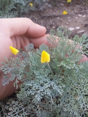 Eschscholzia ramosa