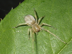Cheiracanthium