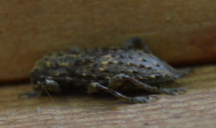 Plectrura spinicauda