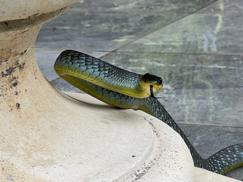 Common Tree Snake sighting