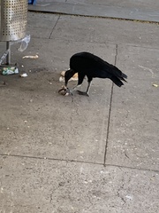 Coragyps atratus image