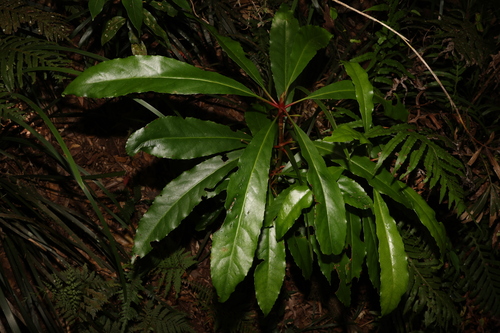 Image of Anopterus macleayanus by (c) Greg Tasney, some rights reserved (CC BY-SA)