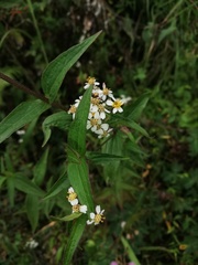 Alloispermum integrifolium
