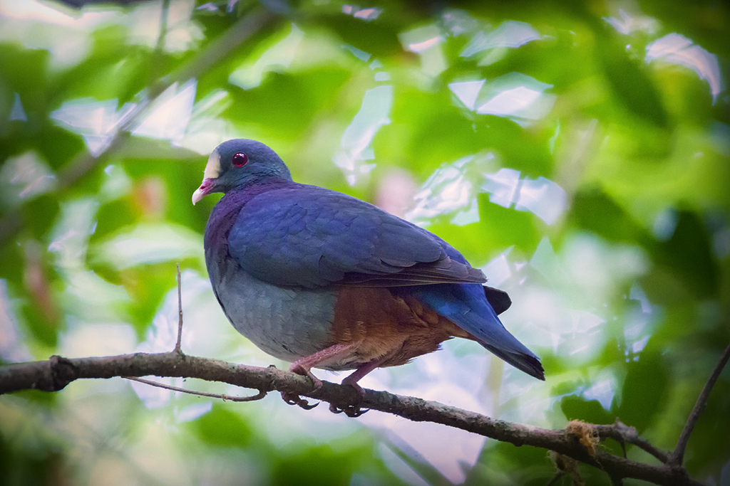 White-fronted Quail-Dove (Geotrygon leucometopia) photo