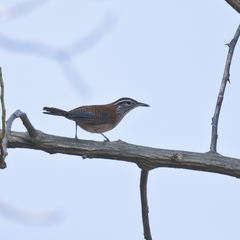 Thryophilus rufalbus