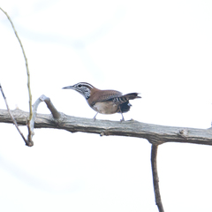 Thryophilus rufalbus