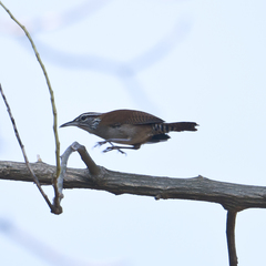 Thryophilus rufalbus