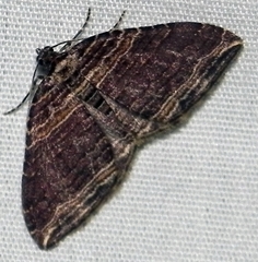 Anticlea multiferata