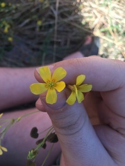 Oxalis colorea