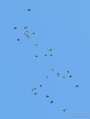 Brotogeris versicolurus