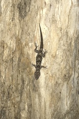 Hemidactylus mabouia