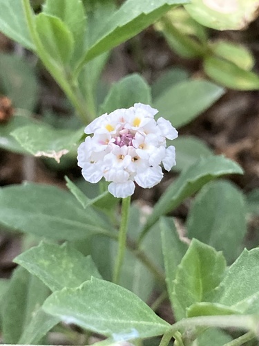 Phyla nodiflora