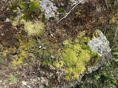 Racomitrium canescens