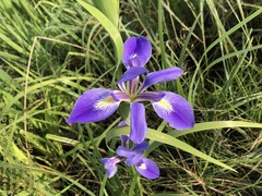 Iris hexagona