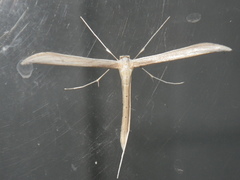 Oidaematophorini