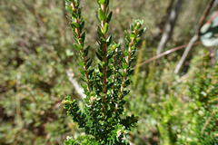 Acrothamnus maccraei