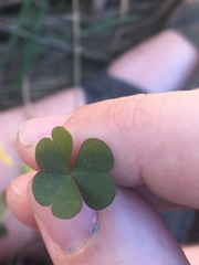Oxalis colorea