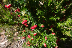 Acrothamnus maccraei