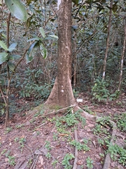 Sterculia apetala image