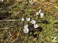 Gentianella montana ionostigma
