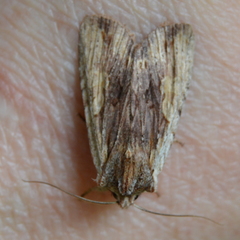 Lithophane petulca